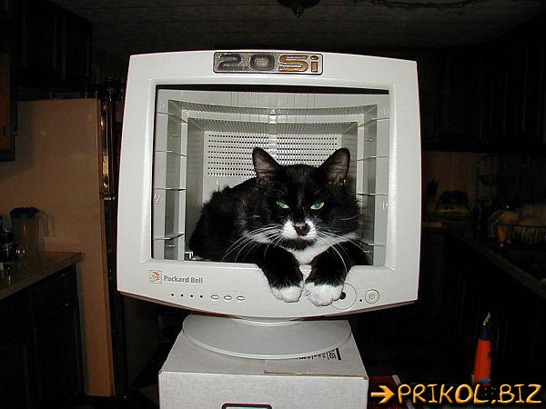 http://www.prikol.biz/images_large/cats/cats_0295.jpg