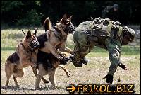 army_0014 (400x267, 48 kБ...)