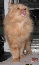  (1080x1797, 208 k...)