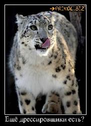  (500x688, 59 k�...)