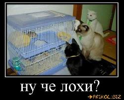  (700x563, 64 k�...)