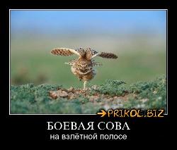  (500x425, 35 k�...)