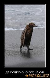  (387x600, 41 k�...)