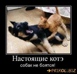  (500x485, 45 k�...)