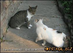  (500x361, 50 k�...)