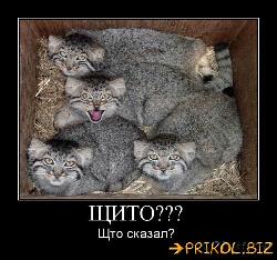  (500x467, 62 k�...)