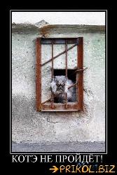  (334x500, 47 k�...)