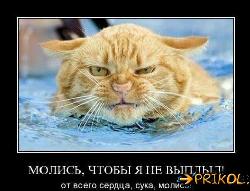  (494x376, 38 k�...)