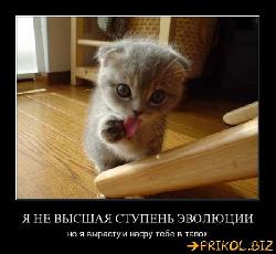  (600x550, 51 k�...)