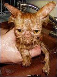  (816x1096, 192 k...)