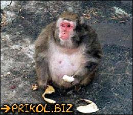 monkey_0023 (347x300, 32 kБ...)